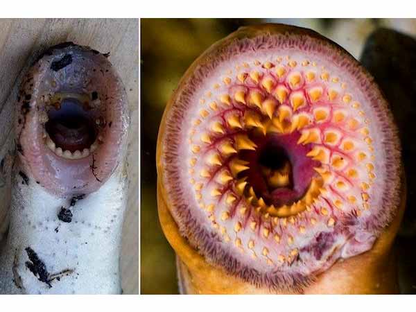 ഭീകര മത്സ്യം ഭീകര മത്സ്യം