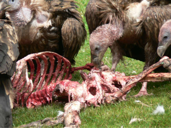 കഴുകന്മാര്ക്കുള്ള ഭക്ഷണം കഴുകന്മാര്ക്കുള്ള ഭക്ഷണം