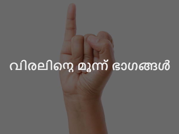 വിരലിന്റെ മൂന്ന് ഭാഗങ്ങള്‍