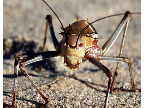 ചീവീട് ചെവിയില് ചീവീട് ചെവിയില്