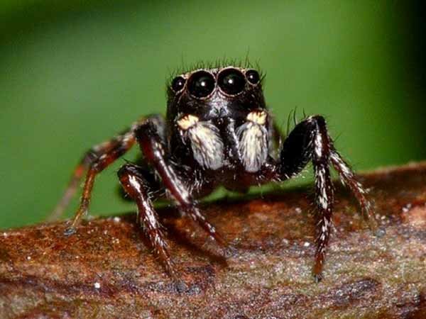 ചിലന്തിയും താമസം ചിലന്തിയും താമസം