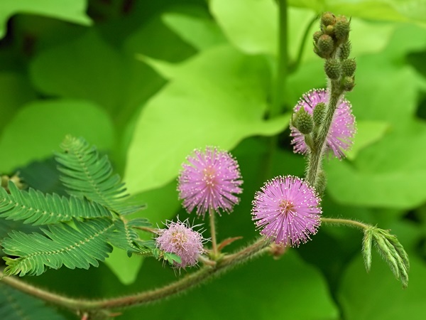  കരളിന്റെ ആരോഗ്യം