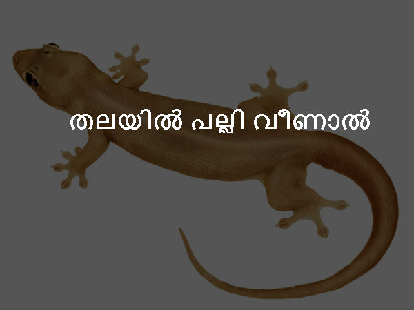 തലയില് പല്ലി വീണാല് തലയില് പല്ലി വീണാല്