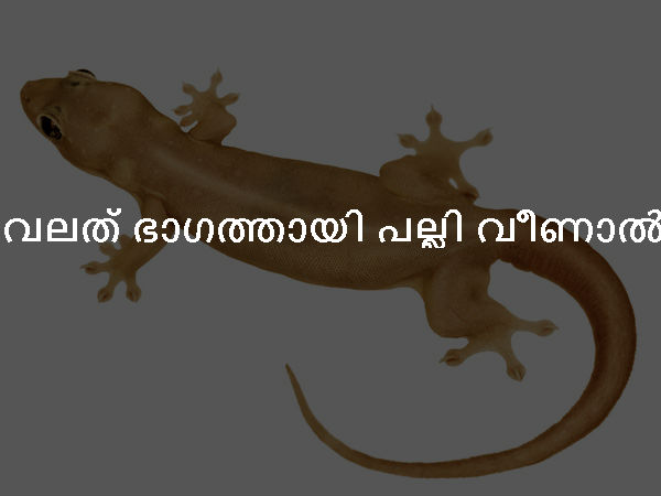 വലത് ഭാഗത്തായി പല്ലി വീണാല് വലത് ഭാഗത്തായി പല്ലി വീണാല്
