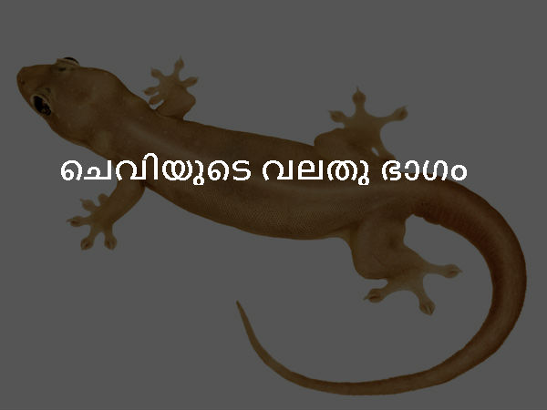 ചെവിയുടെ വലതു ഭാഗം ചെവിയുടെ വലതു ഭാഗം