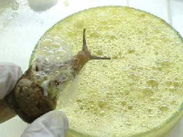 ഒച്ചിന്റെ സ്രവം ഒച്ചിന്റെ സ്രവം