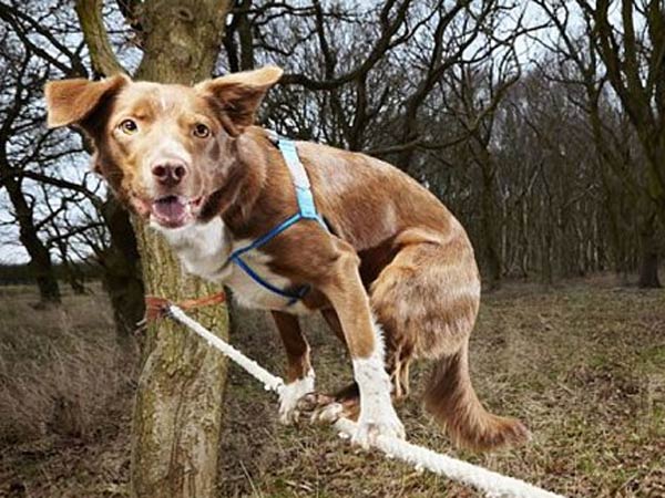 ഇരയാകുന്നത് നായ്ക്കള് മാത്രമോ? ഇരയാകുന്നത് നായ്ക്കള് മാത്രമോ?