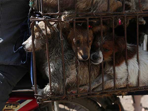 ചൈനയില് പാമ്പ് മാത്രമല്ല പട്ടിയേയും തിന്നും ചൈനയില് പാമ്പ് മാത്രമല്ല പട്ടിയേയും തിന്നും
