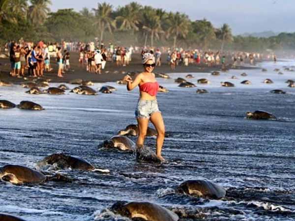 ആമയോടുള്ള ദ്രോഹം