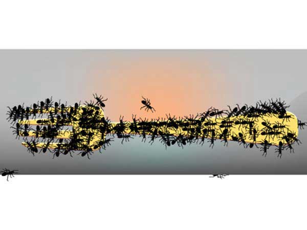 ഉറുമ്പിനെ കൊണ്ട് ശൗര്യം പരീക്ഷിക്കാം ഉറുമ്പിനെ കൊണ്ട് ശൗര്യം പരീക്ഷിക്കാം