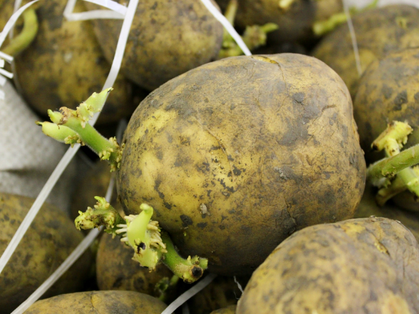 മുളച്ച ഉരുളക്കിഴങ്ങ്‌ മരണം സമ്മാനിയ്‌ക്കും