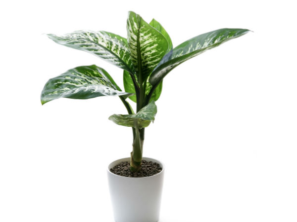 കാണാന്‍ നല്ലത്