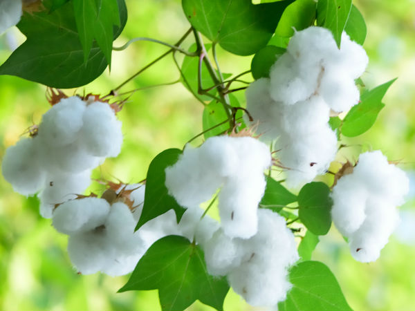  പരുത്തി മരം