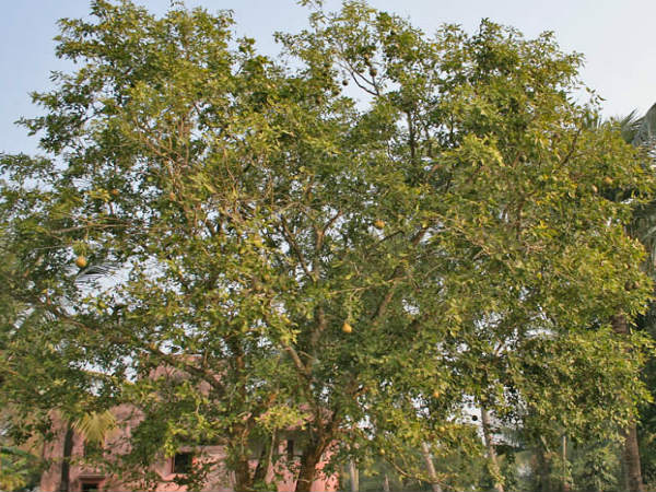 കാഞ്ഞിരം