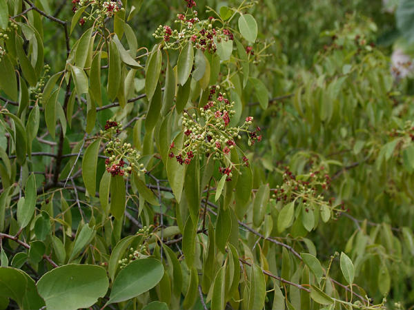  നാല്‍പ്പാമരങ്ങള്‍