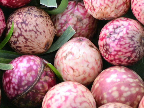 ഓക്ക്‌ ഗോള്‍ 