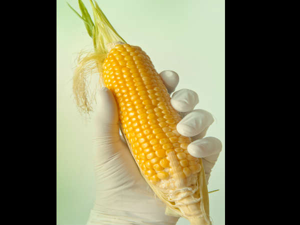 ചോളം ചോളം