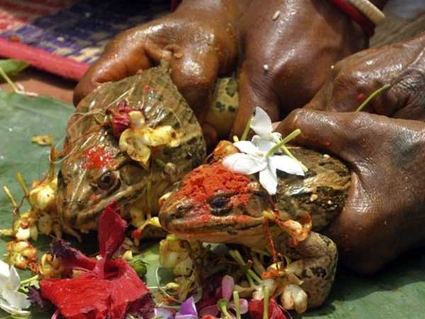 തവളക്കല്ല്യാണം