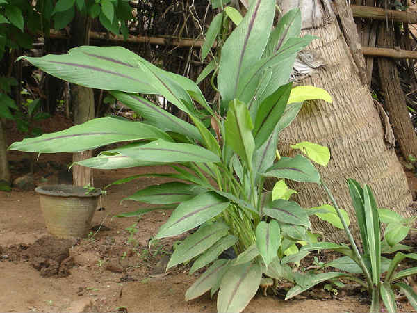 ഉപയോഗിക്കുന്നതിനു മുന്‍പ്
