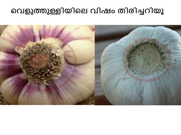 വിഷമുള്ള വെളുത്തുള്ളി തിരിച്ചറിയൂ, വിഷമുള്ള വെളുത്തുള്ളി തിരിച്ചറിയൂ,