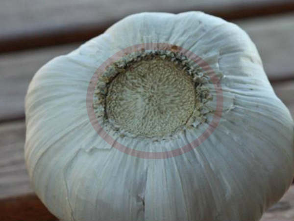 വിഷമുള്ള വെളുത്തുള്ളി തിരിച്ചറിയൂ, വിഷമുള്ള വെളുത്തുള്ളി തിരിച്ചറിയൂ,