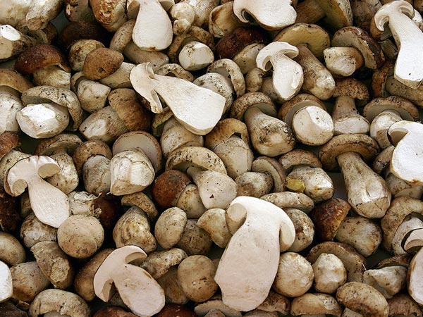 കൂണ്‍ ദിവസവും കഴിച്ചാല്‍....