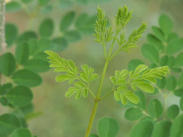  മറ്റ് ആരോഗ്യ ഗുണങ്ങള്‍