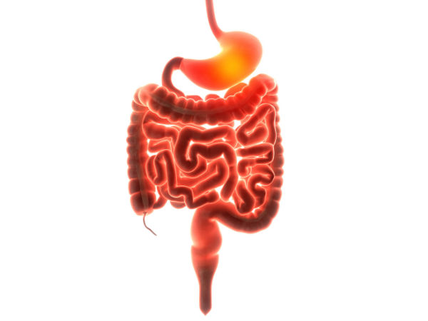  കുടലിനുള്‍വശം