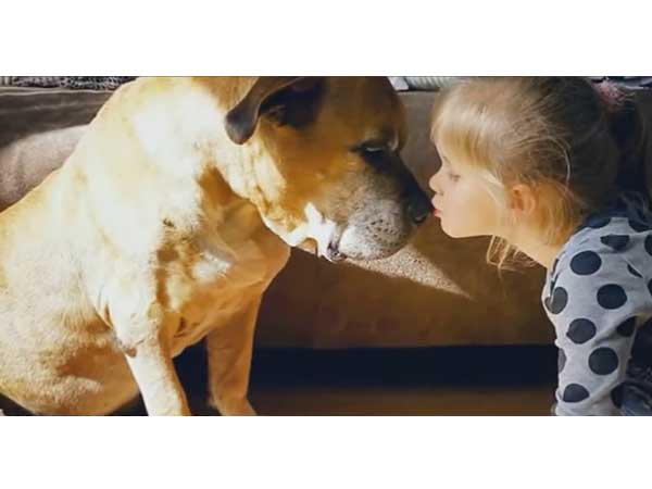 നായയുടെ അവസാന നിമിഷം