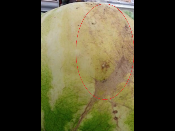 വാങ്ങിയ തണ്ണിമത്തനില്‍ ഇതുണ്ടോ, എങ്കില്‍......