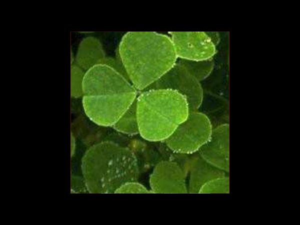 പോക്കറ്റില്‍ ഇവ വയ്ക്കൂ, പണം നിറയും