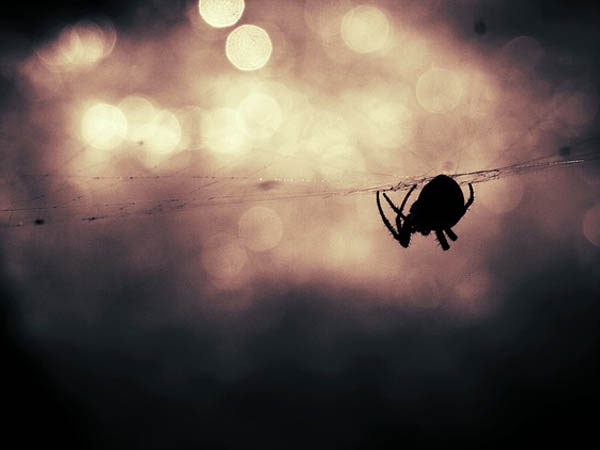  സിട്രസ് അടങ്ങിയ പഴങ്ങള്‍