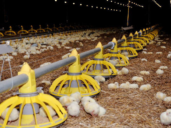 ബ്രോയിലന്‍ ചിക്കന്‍ ഇങ്ങനെയെങ്കില്‍ മരണക്ഷണം