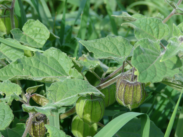 തൊടിയില്‍ ഈ ചെടിയുണ്ടോ, എങ്കില്‍ ഒന്നറിയൂ, 