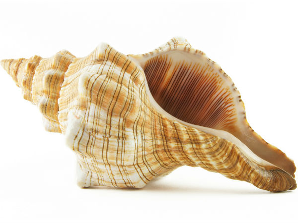 വലംപിരിശംഖ് തിരിച്ചറിയാം