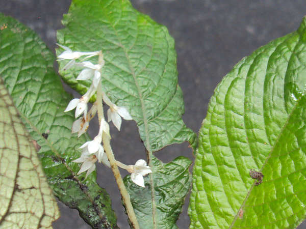 ക്യാന്‍സര്‍ മരുന്ന് ദൈവത്തിന്റെ സ്വന്തം നാട്ടില്‍ 