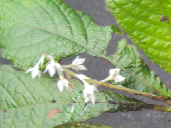 ക്യാന്‍സര്‍ മരുന്ന് ദൈവത്തിന്റെ സ്വന്തം നാട്ടില്‍ 