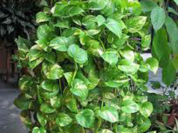 സൂക്ഷിച്ചില്ലെങ്കില്‍ മണിപ്ലാന്റ് പണം കളയും