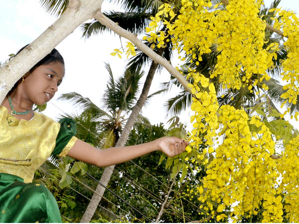 കൊന്നമഹാത്മ്യം