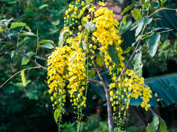  വിഷുക്കൈനീട്ടം