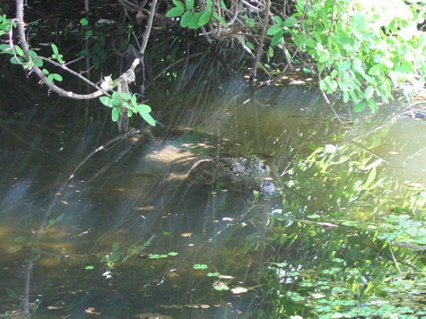 അനന്തന്‍ കാട്ടില്‍