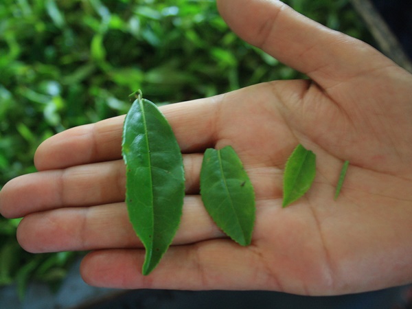 ചായപ്പൊടി