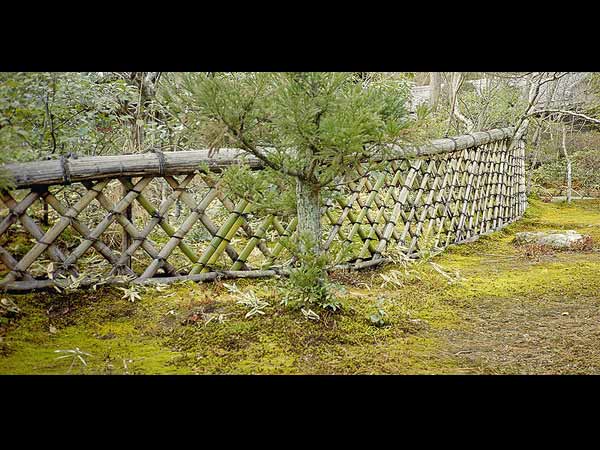 Remove Wild Shrub To Cut Down Malaria Cases: Study 