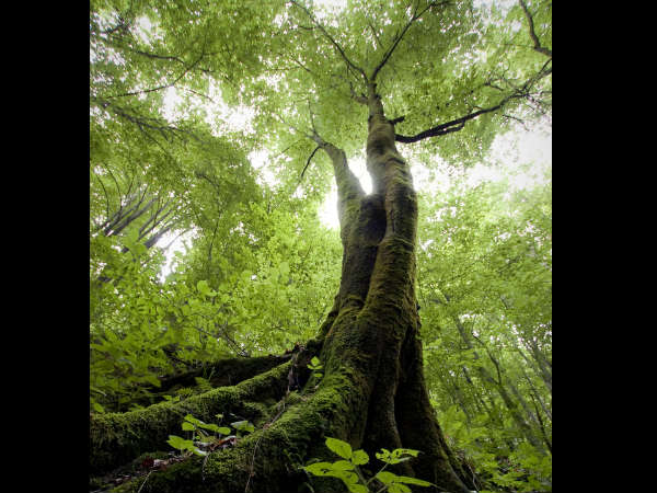 ചേര് മരം ചേര് മരം