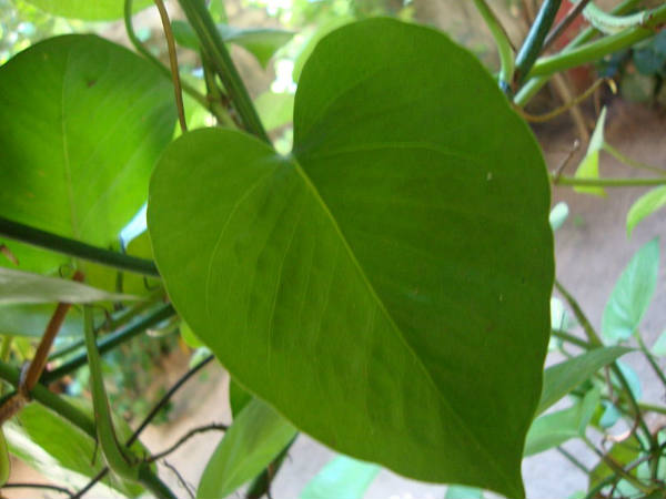  പോസിറ്റീവ് എനര്‍ജി