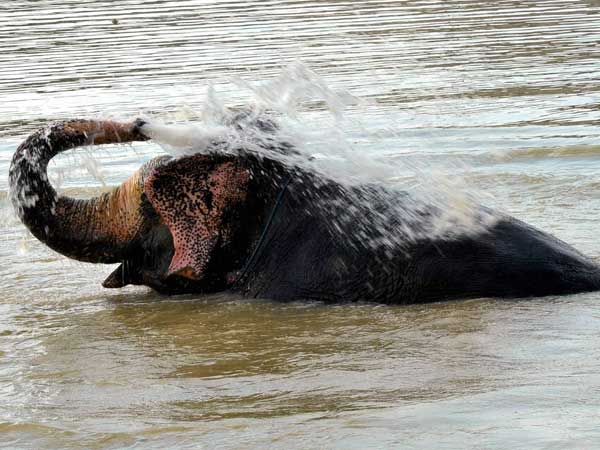 Why Is Onam Celebrated? Some Facts About The Festival