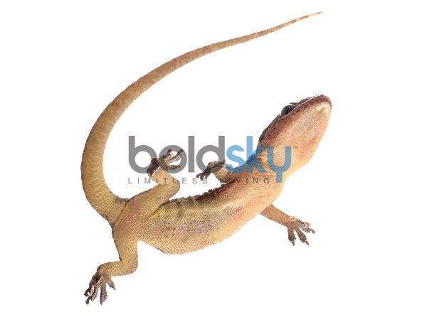 വീട്ടിലെ എല്ലാ പല്ലികളേയും ഓടിയ്ക്കാം