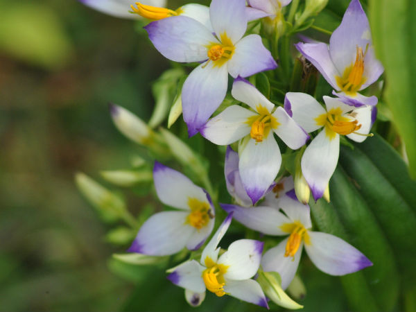 ശംഖുപുഷ്പം