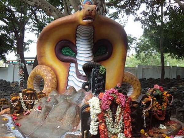 തറവാട്ടിലെ സര്‍പ്പക്കാവ്