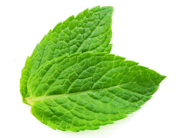 പുതിന പുതിന